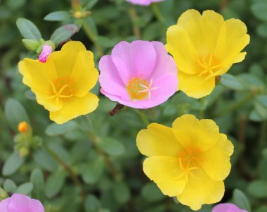 Güzel pembe ve sarı portulaca oleracea çiçek arka plan için. Renkli çeşitli çiçek olarak da bilinen ortak semizotu, verdolaga, küçük hogweed, kırmızı kök veya Olimpiyatlarından.