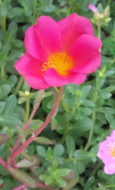 Güzel koyu pembe portulaca oleracea çiçek arka plan için. Renkli çeşitli çiçek olarak da bilinen ortak semizotu, verdolaga, küçük hogweed, kırmızı kök veya Olimpiyatlarından.