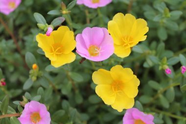 Güzel pembe ve sarı portulaca oleracea çiçek arka plan için. Renkli çeşitli çiçek olarak da bilinen ortak semizotu, verdolaga, küçük hogweed, kırmızı kök veya Olimpiyatlarından.