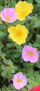 Güzel pembe ve sarı portulaca oleracea çiçek arka plan için. Renkli çeşitli çiçek olarak da bilinen ortak semizotu, verdolaga, küçük hogweed, kırmızı kök veya Olimpiyatlarından.