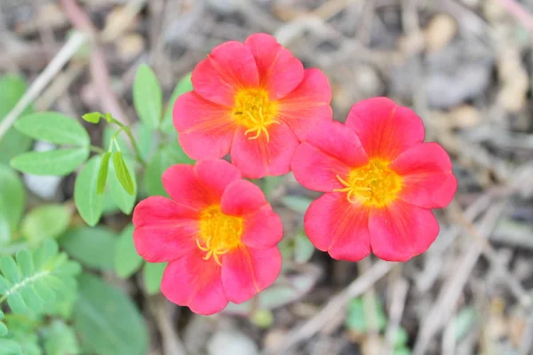 배경에 Portulaca 올레라케아 꽃입니다 다채로운 꽃으로 알려진 일반적인 쇠비름 Verdolaga — 스톡 사진