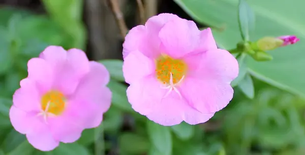 Piękne różowe Portulaka warzywna kwiat na tle. — Zdjęcie stockowe