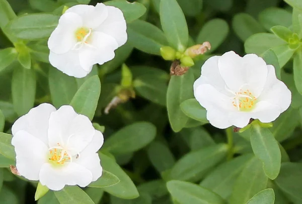 Piękny biały Portulaka warzywna kwiat na tle. — Zdjęcie stockowe