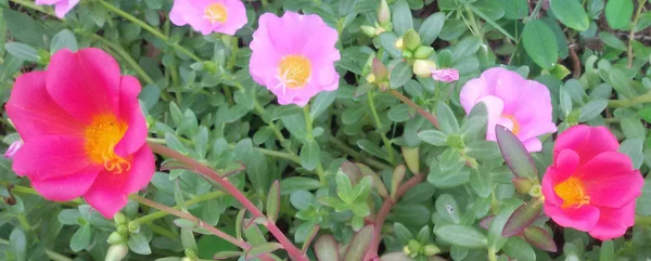 Beautiful pink and dark pink portulaca oleracea flower for background. Colorful variety flower also known as common purslane, verdolaga, little hogweed, red root, or pursley.