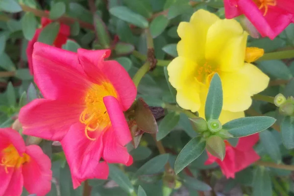 Piękny Ciemny Różowy Żółty Portulaka Warzywna Kwiat Dla Tła Wiele — Zdjęcie stockowe