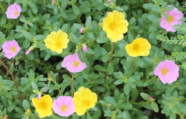 Beautiful Pink Yellow Portulaca Oleracea Flower Background Colorful Variety Flower — Stock Photo, Image