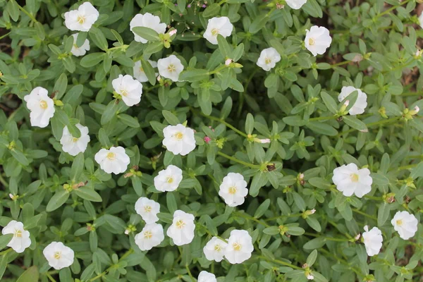 Piękny Biały Portulaka Warzywna Kwiat Dla Tła Wiele Kolorowych Kwiatów — Zdjęcie stockowe