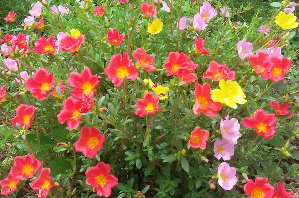 Beautiful pink, dark pink and yellow portulaca oleracea flower f