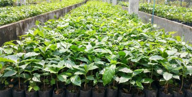 Genç kahve Cafe kreş plantasyon ağaçlarda. Bu Kuzey Tayland tesisleri için Arabica kahve çekirdeği.