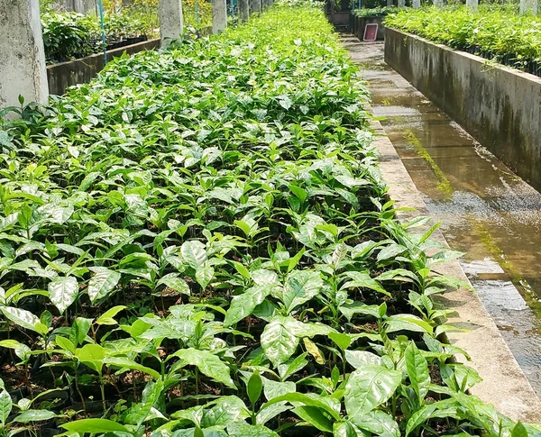 若いカフェ保育園農園のコーヒーの木 それの北タイの植物のアラビカ種コーヒー豆 — ストック写真