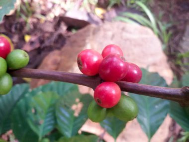 Arabica kahve kahve çekirdeği kafe plantasyon içinde ağacıyla. Kahve çekirdekleri genç ve Kuzey Tayland ağaçta olgunlaşma.