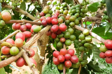 Arabica kahve kahve çekirdeği kafe plantasyon içinde ağacıyla. Kahve çekirdekleri genç ve Kuzey Tayland ağaçta olgunlaşma.