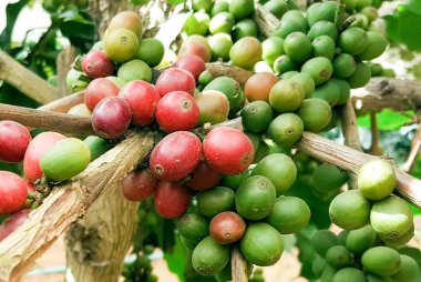 Arabica kahve kahve çekirdeği kafe plantasyon içinde ağacıyla. Kahve çekirdekleri genç ve Kuzey Tayland ağaçta olgunlaşma.