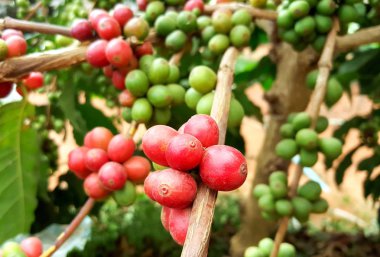 Arabica kahve kahve çekirdeği kafe plantasyon içinde ağacıyla. Kahve çekirdekleri genç ve Kuzey Tayland ağaçta olgunlaşma.