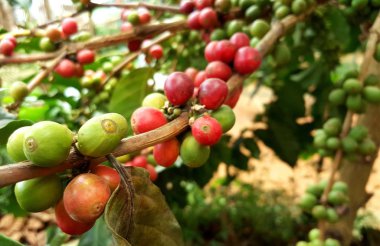 Arabica kahve kahve çekirdeği kafe plantasyon içinde ağacıyla. Kahve çekirdekleri genç ve Kuzey Tayland ağaçta olgunlaşma.