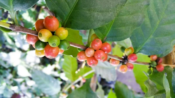 咖啡豆在咖啡种植园 泰国北部树上的咖啡豆 — 图库照片