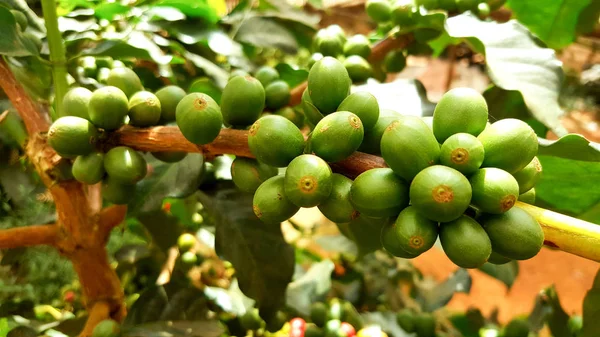 Młody Ziarna Kawy Kawiarni Plantacji Ziarno Kawy Arabica Roślin Północnej — Zdjęcie stockowe
