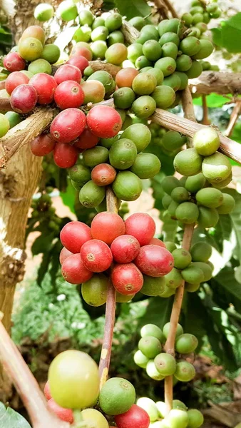 Arabica kahve kahve çekirdeği kafe plantasyon içinde ağacıyla. Kahve çekirdekleri genç ve Kuzey Tayland ağaçta olgunlaşma.