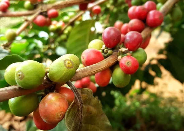 Arabica kahve kahve çekirdeği kafe plantasyon içinde ağacıyla. Kahve çekirdekleri genç ve Kuzey Tayland ağaçta olgunlaşma.