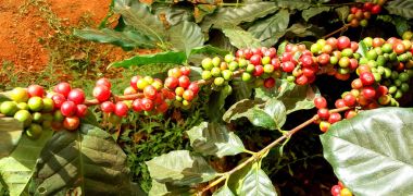 Arabica kahve kahve çekirdeği kafe plantasyon içinde ağacıyla. Kahve çekirdekleri genç ve Kuzey Tayland ağaçta olgunlaşma.