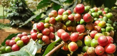 Arabica kahve kahve çekirdeği kafe plantasyon içinde ağacıyla. Kahve çekirdekleri genç ve Kuzey Tayland ağaçta olgunlaşma.
