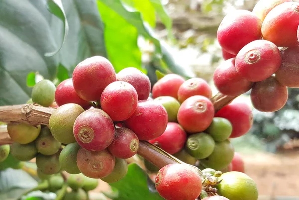 Arabica kahve kahve çekirdeği kafe plantasyon içinde ağacıyla. Kahve çekirdekleri genç ve Kuzey Tayland ağaçta olgunlaşma.