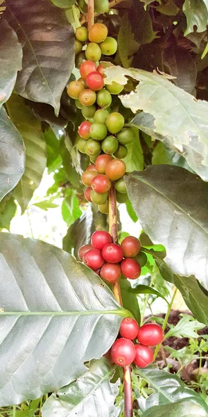 Arabica Coffee Tree Coffee Bean Cafe Plantation Coffee Beans Young — Stock Photo, Image