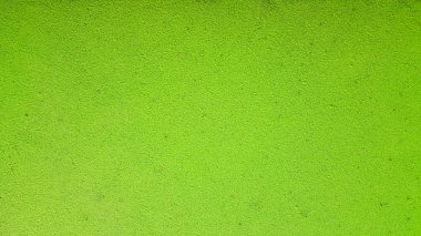 Yeşil arka plan. Wolffia globosa veya tatlı su Alga, su yemek, bataklık yosun Tayland yerel besindir.