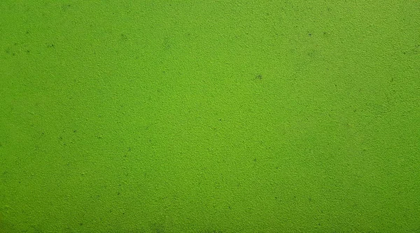 Зеленый Фон Wolffia Globosa Пресная Вода Alga Водное Питание Болотные — стоковое фото