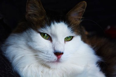 güzel renklendirme ile kedi göz düz görünüyor