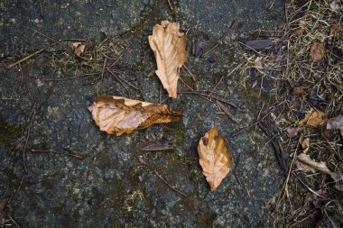 Yere düşen yapraklar.