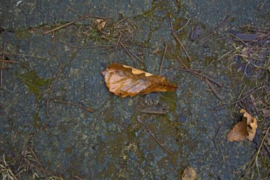 Yere düşen yapraklar.