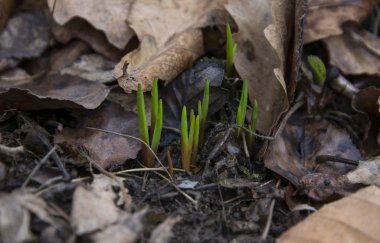 Kış arazi yeni filizi