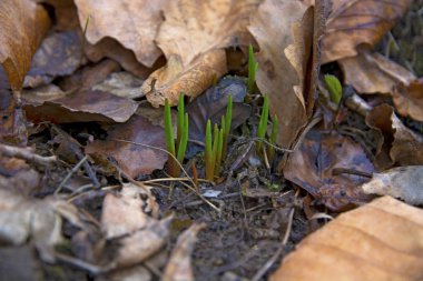 Kış arazi yeni filizi
