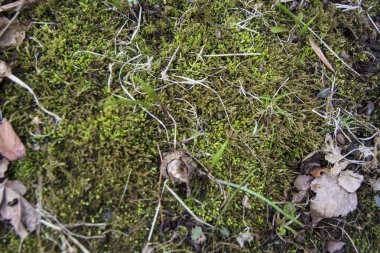 Kış arazi yeni filizi