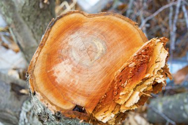 testereyle aşağı ağaçlar, gövde güzel Yüzükler
