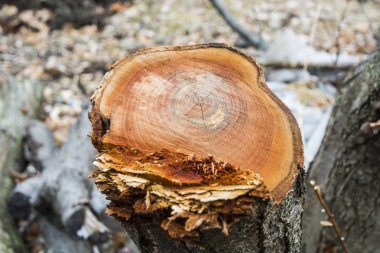 testereyle aşağı ağaçlar, gövde güzel Yüzükler