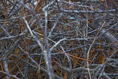kırık dal bir yığın halinde yığılmış