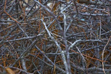 kırık dal bir yığın halinde yığılmış