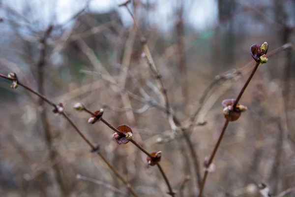 Die jungen Triebe, neue Knospen — Stockfoto