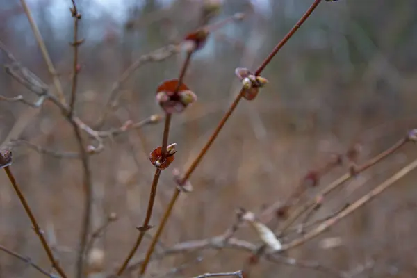 Les jeunes pousses, les nouveaux bourgeons — Photo