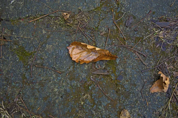 Fallen leaves on the ground — Stock Photo, Image