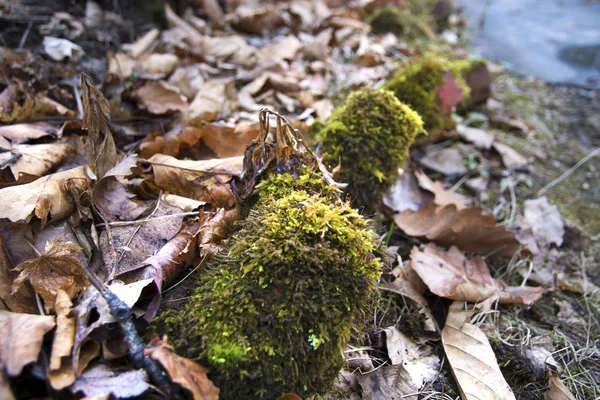 Novos brotos de terra de inverno — Fotografia de Stock