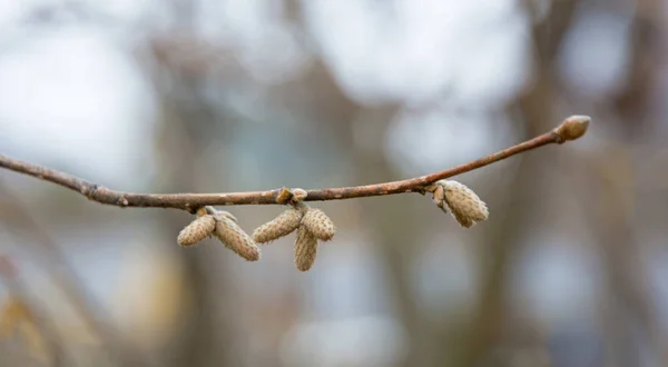 Die jungen Triebe, neue Knospen — Stockfoto