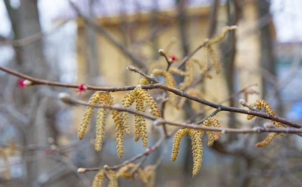 Les jeunes pousses, les nouveaux bourgeons — Photo