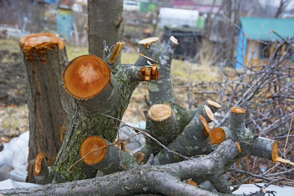 Los árboles aserrados, hermosos anillos en el tronco —  Fotos de Stock