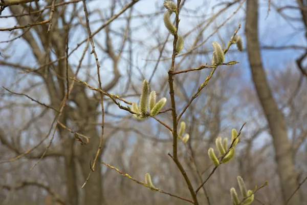 Willow bahar çiçek tomurcukları. — Stok fotoğraf