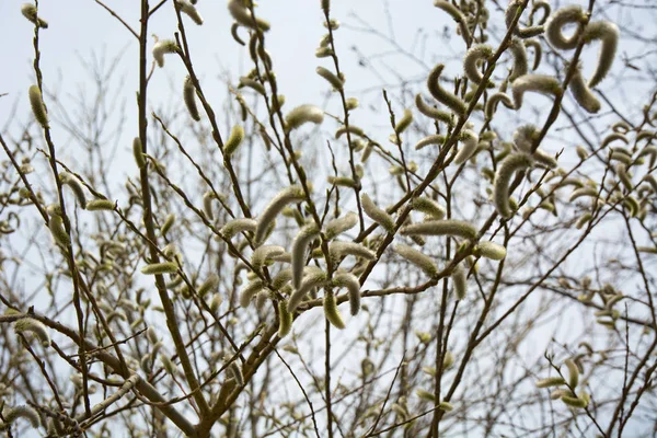 Bourgeons de fleurs de printemps saule . — Photo