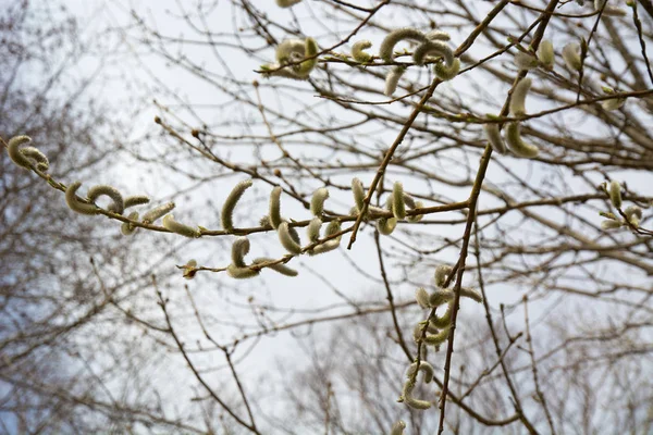 Willow bahar çiçek tomurcukları. — Stok fotoğraf