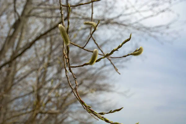 Willow våren blommar knoppar. — Stockfoto